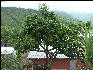 Pict6422 Mango Blue Mountains Jamaica 