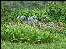 Pict6501 Lily Cinchona Gardens Blue Mountains Jamaica 