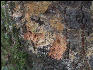 Pict6509 Cork Tree Closeup Cinchona Gardens Blue Mountains Jamaica 