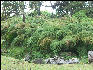 Pict6517 Tree Ferns Cinchona Gardens Blue Mountains Jamaica 