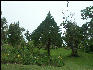 Pict6520 Juniper Cinchona Gardens Blue Mountains Jamaica 