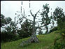 Pict6531 Japanese Cedar Cinchona Gardens Blue Mountains Jamaica 