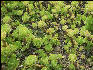 Pict6537 Echaberria Cinchona Gardens Blue Mountains Jamaica 