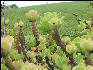 Pict6544 Echaberria Closeup Cinchona Gardens Blue Mountains Jamaica 