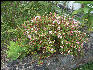 Pict6557 Native Begonia Cinchona Gardens Blue Mountains Jamaica 