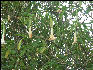 Pict6579 Angels Trumpet Cinchona Gardens Blue Mountains Jamaica 