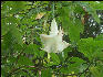 Pict6583 Angels Trumpet Closeup Cinchona Gardens Blue Mountains Jamaica 