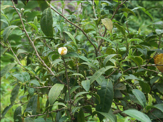 Pict6619 Tea Flower Cinchona Gardens Blue Mountains Jamaica 