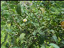 Pict6619 Tea Flower Cinchona Gardens Blue Mountains Jamaica 