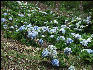Pict6625 Hydrangea Field Cinchona Gardens Blue Mountains Jamaica 