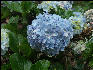 Pict6631 Hydrangea Closeup Cinchona Gardens Blue Mountains Jamaica 