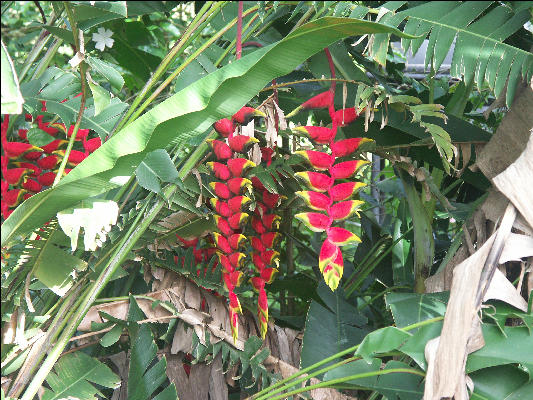 Pict6711 Banana Flower Mavis Banks Jamaica