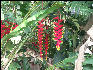 Pict6711 Banana Flower Mavis Banks Jamaica