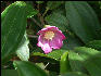 Pict6717 Flower Guava Ridge Jamaica