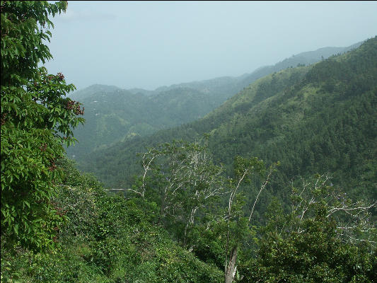 Pict6724 View From Guava Ridge Jamaica