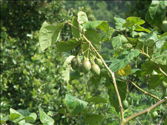 Pict6739 June Plum Guava Ridge Jamaica