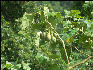 Pict6739 June Plum Guava Ridge Jamaica