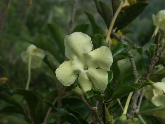 Pict6773 Brunfelsia Closeup Guava Ridge Jamaica