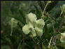 Pict6773 Brunfelsia Closeup Guava Ridge Jamaica