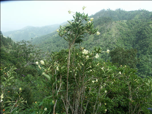 Pict6774 Brunfelsia Guava Ridge Jamaica