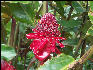 Pict6779 Poui Guava Ridge Jamaica