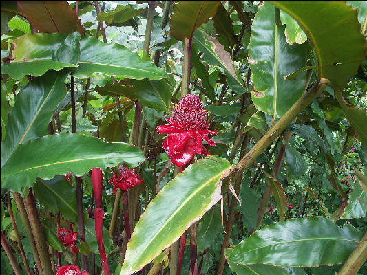 Pict6780 Poui Guava Ridge Jamaica