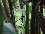 Pict7961 Doctor Bird Roaring River Jamaica 