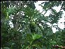 Pict8076 Breadfruit Roaring River Jamaica 