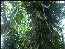 Pict8113 Wicker Vine Royal Palm Reserve Negril Jamaica 