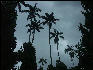Pict8134 Palm Trees Royal Palm Reserve Negril Jamaica 