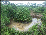 Pict8145 Swamp Royal Palm Reserve Negril Jamaica 