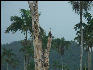 Pict8172 Woodpecker Royal Palm Reserve Negril Jamaica 
