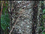 Pict8198 Vine Covered Tree Royal Palm Reserve Negril Jamaica Jamaica 