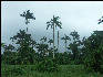 Pict8201 Palms Royal Palm Reserve Negril Jamaica 