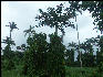 Pict8204 Vine Encased Palms Royal Palm Reserve Negril Jamaica 