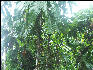 Pict8213 Fruits Royal Palm Reserve Negril Jamaica