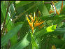 Pict8405 Bird Of Paradise West End Negril Jamaica