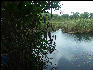 Pict6819 Alligator Hole Jamaica