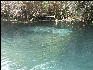 Pict6837 Manatee Alligator Hole Jamaica