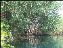 Pict6849 Mangrove Roots Alligator Hole Jamaica
