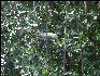 Pict6955 Egret Nesting Black River Jamaica