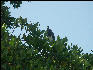 Pict6956 Bird Black River Jamaica