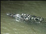 Pict6999 Crocodile Black River Jamaica