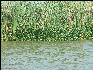 Pict7011 Water Hyacinth Black River Jamaica