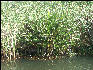 Pict7034 Giant Fern Black River Jamaica