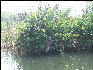 Pict7041 Giant Fern Black River Black River Jamaica