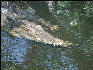 Pict7047 Crocodile Black River Jamaica