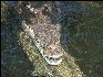 Pict7052 Crocodile Teeth Black River Jamaica
