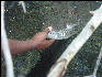 Pict7057 Petting A Crocodile Black River Jamaica
