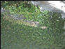 Pict7070 Crocodile Black River Jamaica